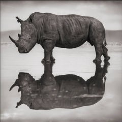 Rhino on Lake, Nakuru