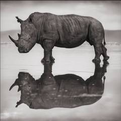 Rhino on Lake, Nakuru 6