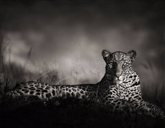 Leopard Staring, Masai Mara