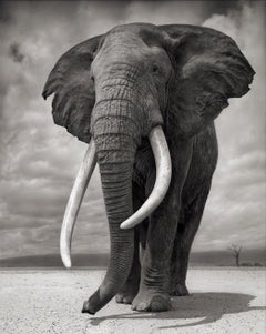 Elefant auf nackter Erde, Bernstein, Amboseli