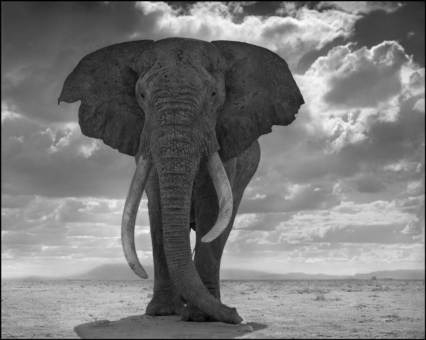 Black and White Photograph Nick Brandt - Statue d'éléphant