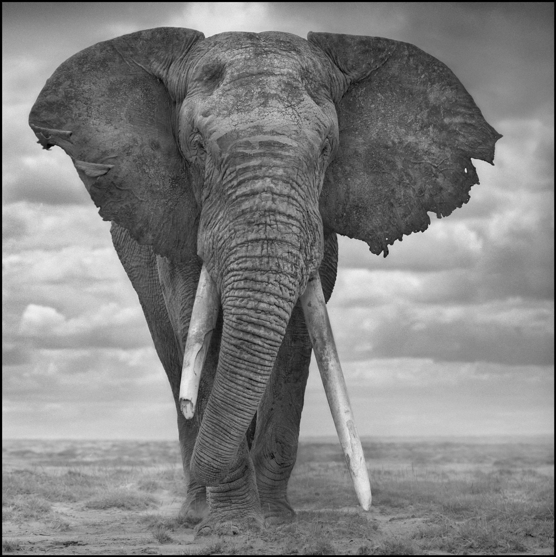 Nick Brandt Portrait Photograph - Elephant Sails