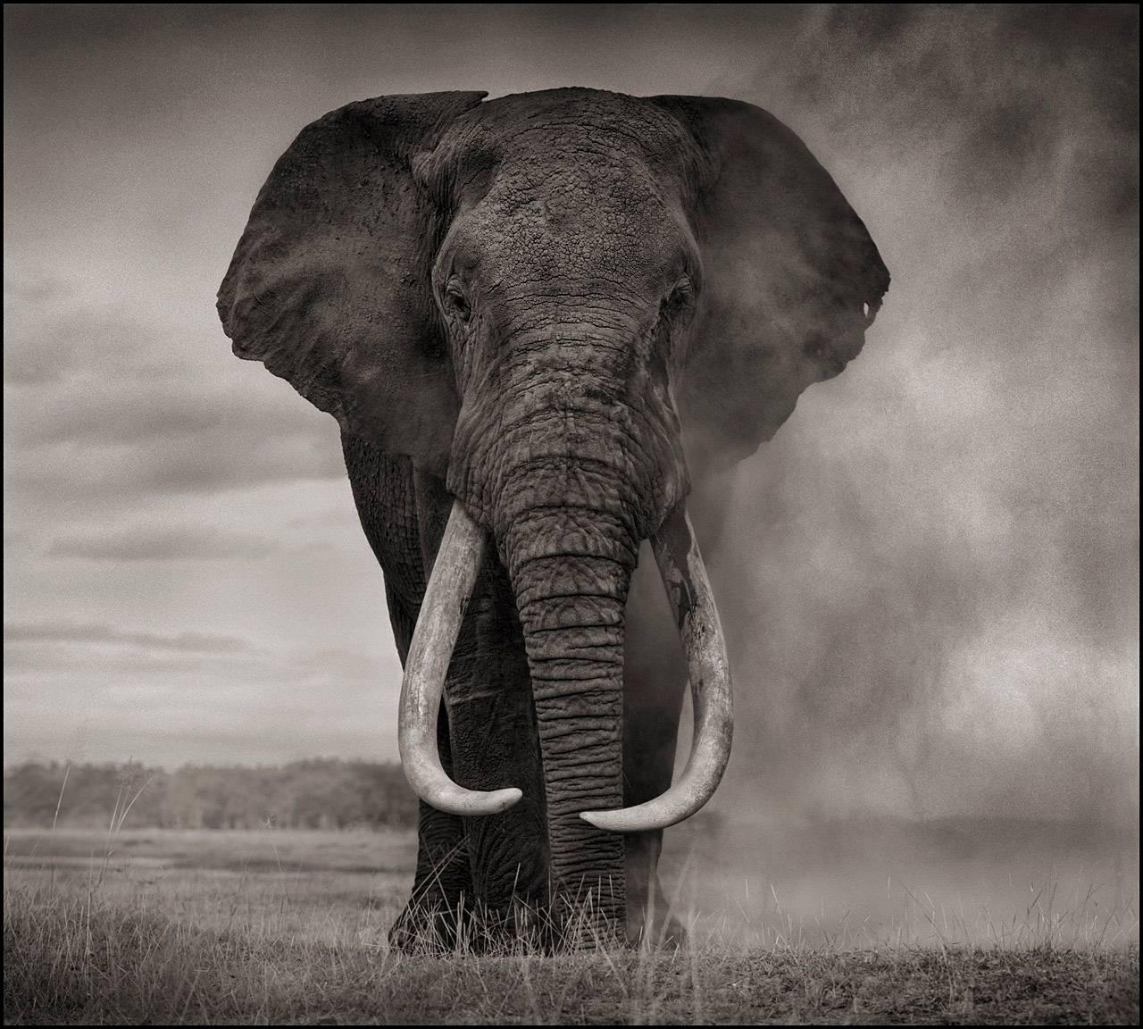 Nick Brandt Portrait Photograph - Elephant in Dust, Amboseli 