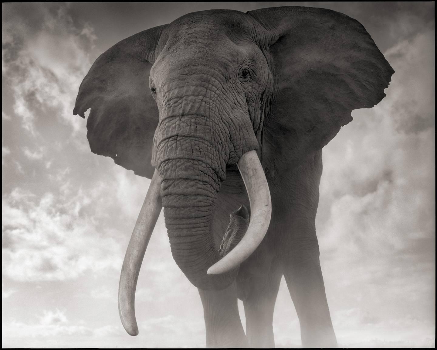 Elefant im Kontrast zum Himmel, Amboseli
