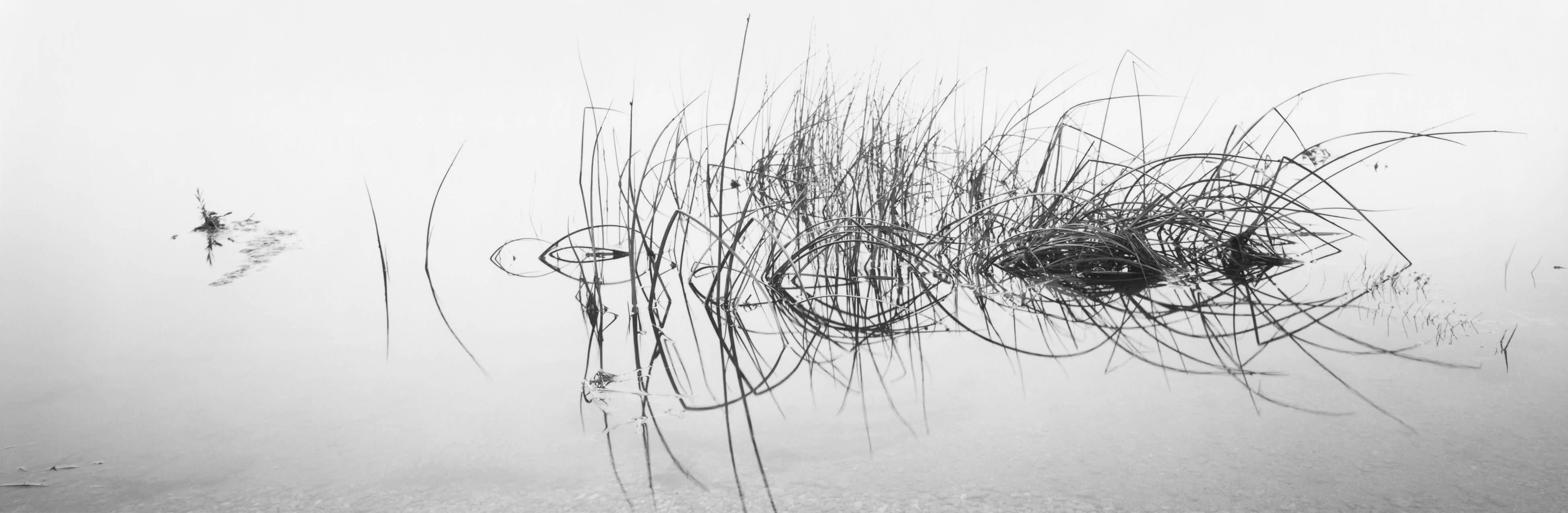 David H. Gibson Black and White Photograph - Reed Crescendo, Eagle Nest Lake, New Mexico 
