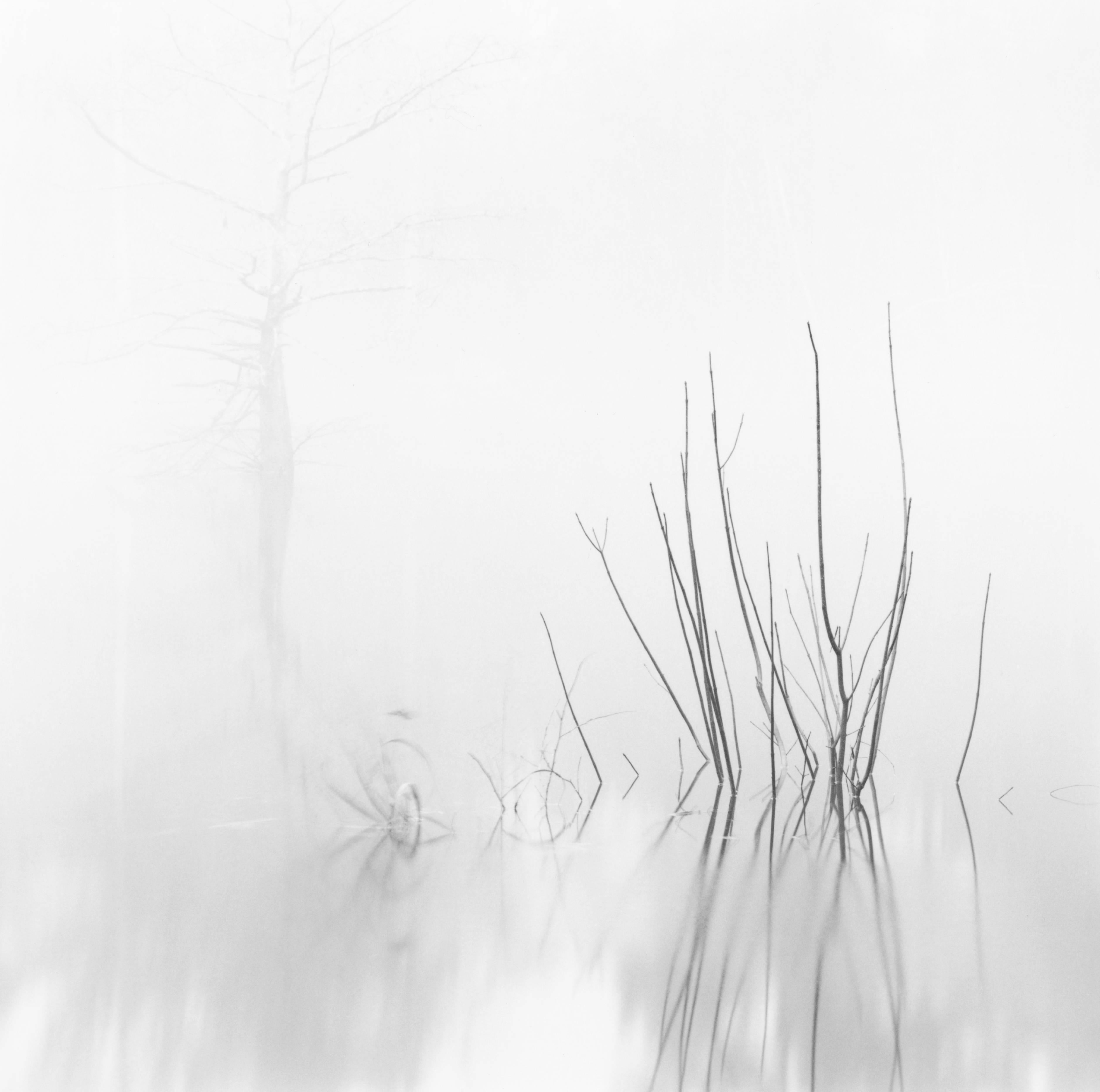 David H. Gibson Landscape Photograph - Reeds with Cypress, Village Creek, Texas