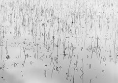 Lotus Stems and Cloud Reflections, Texas Gulf Coast, 1998