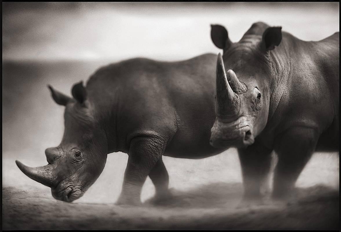 Nick Brandt Black and White Photograph - Two Rhinos, Lewa Downs