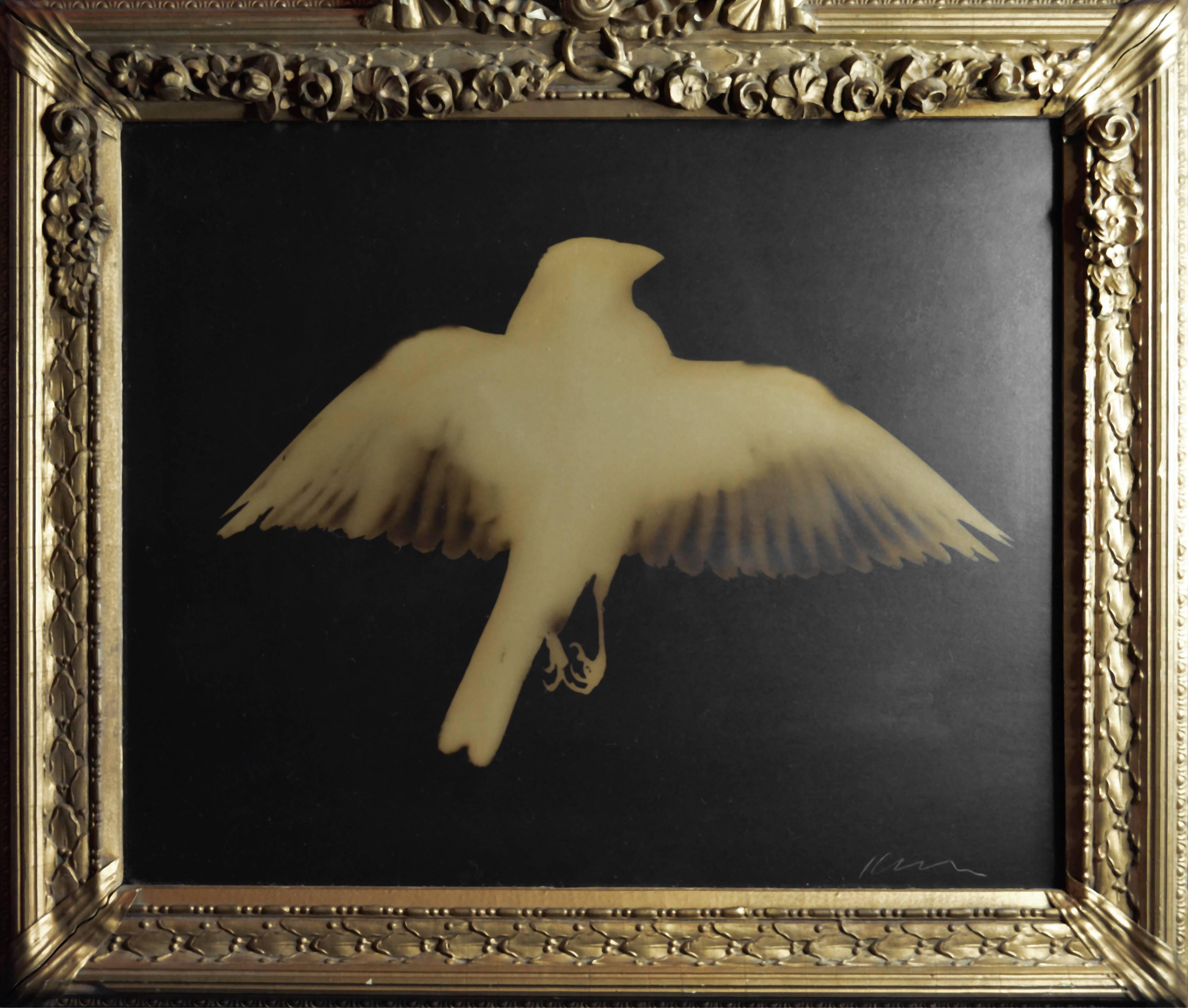 Kate Breakey Black and White Photograph – Grosbeak mit gedrechseltem Schnabel