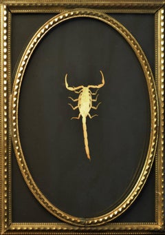 Scorpion