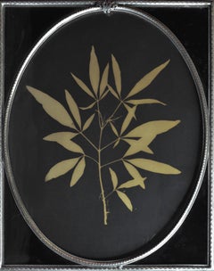 Chaseberry Leaf