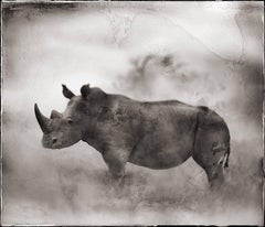 Rhino In Dust, Lewa Downs