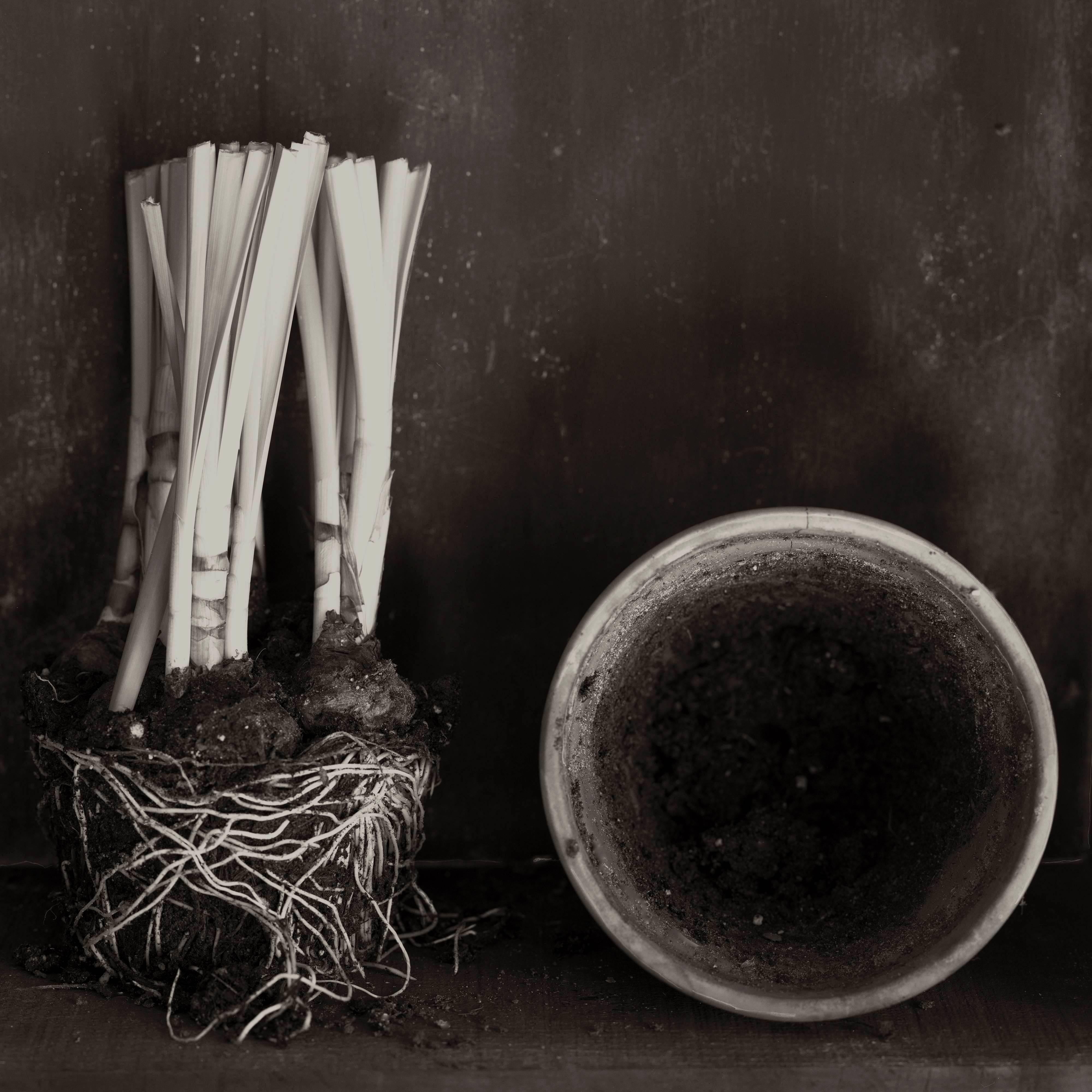 Zoë Zimmerman Still-Life Photograph - Narcissus Aging 