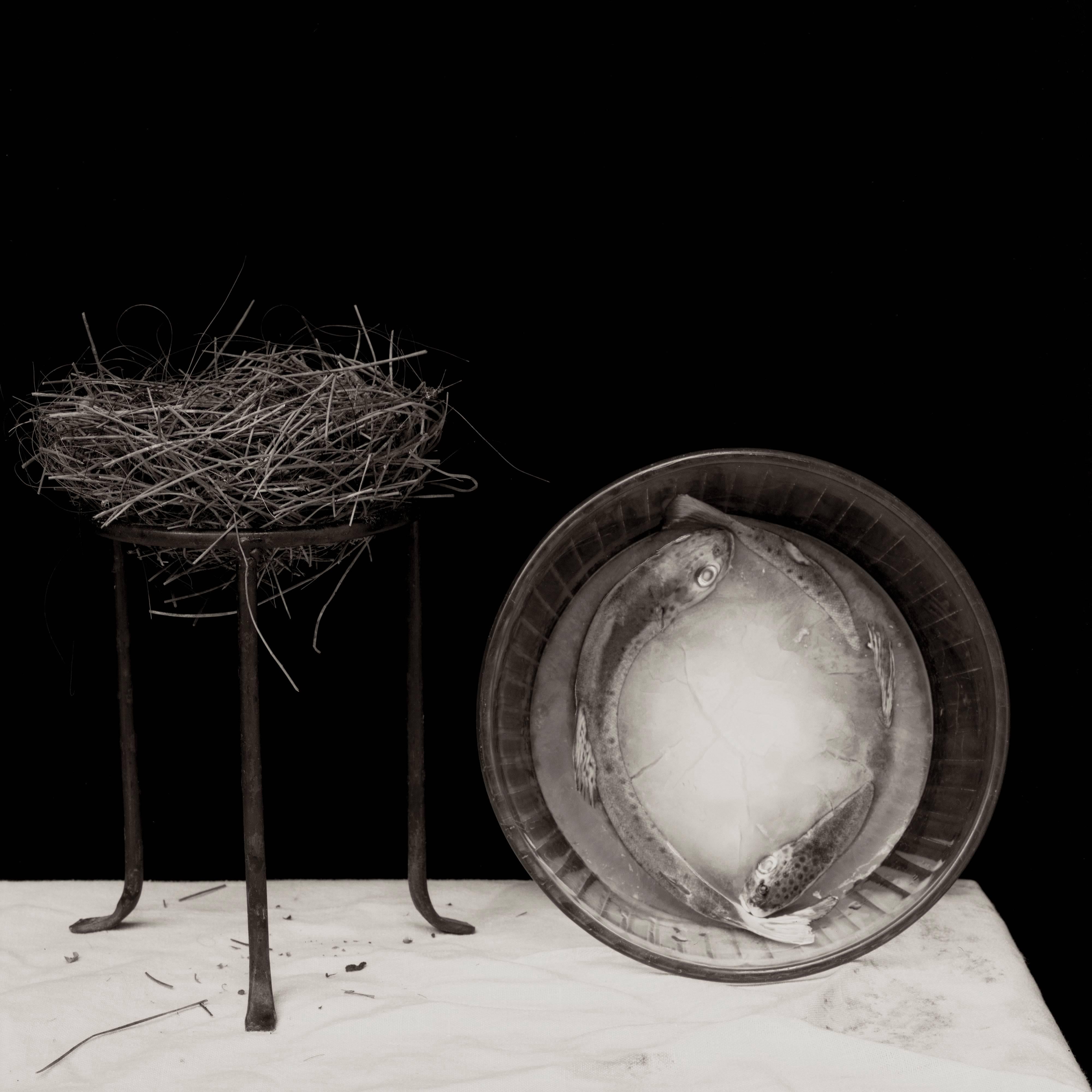 Zoë Zimmerman Black and White Photograph – Schildkrötenschwanz