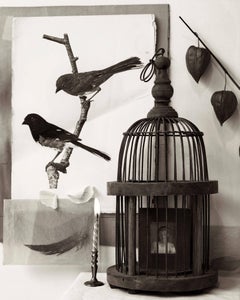 Deux oiseaux, cage