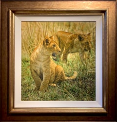 Lion Cub