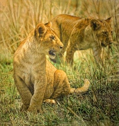 Lion Cub