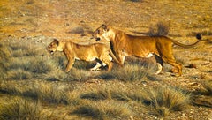 Lioness and Cub, Samburu, Kenya