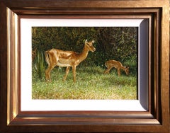 Impalas