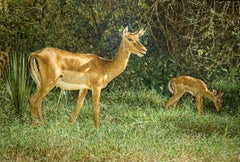Impalas