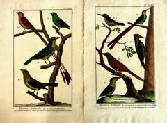 18th-century Pair of French Hand-colored Copperplate Engravings of Exotic Birds