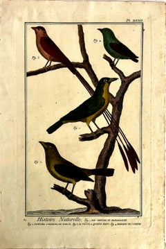 18th-century Pair of French Hand-colored Copperplate Engravings of Exotic Birds