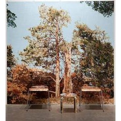 D.100/b A Tree Struck by Lightening (Wave Hill) 12