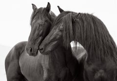 Intimate Portrait of Two Black Horses Touching Heads
