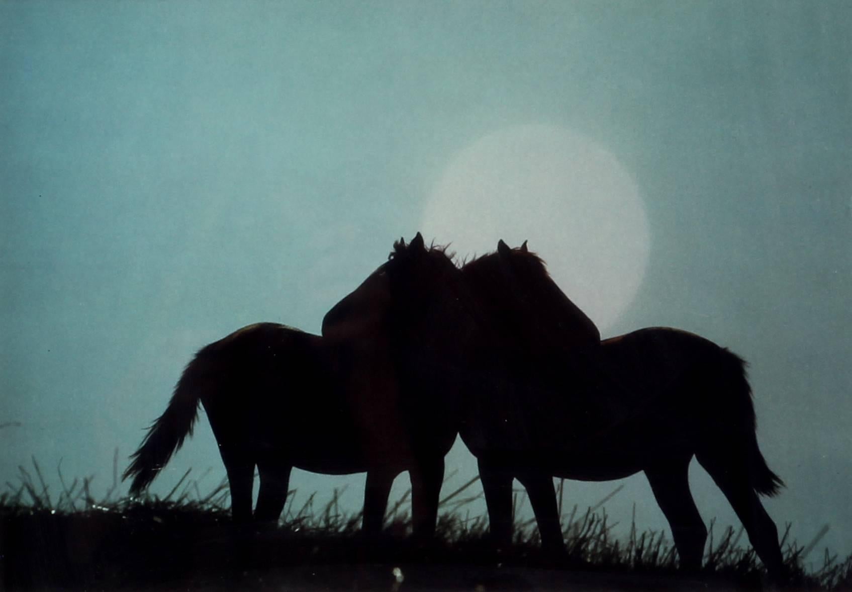 Robert Vavra Color Photograph - Horses Against Moonlight