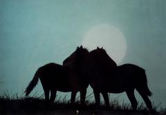 Horses Against Moonlight 1