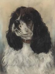 Portrait of a Springer Spaniel