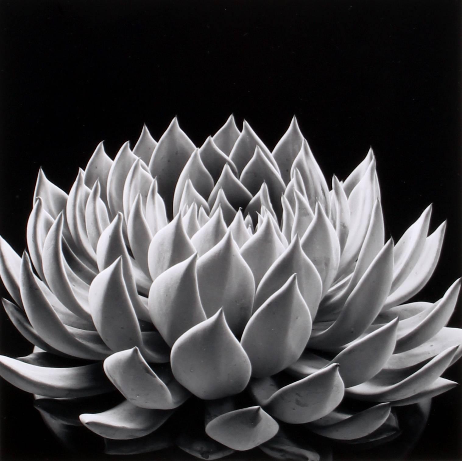 Don Worth Black and White Photograph - Succulent: Echeveria Radiance