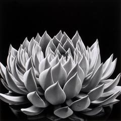 Succulent: Echeveria Radiance 8