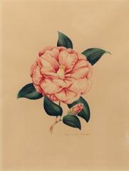Peony 1