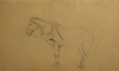 Portrait d'un cheval