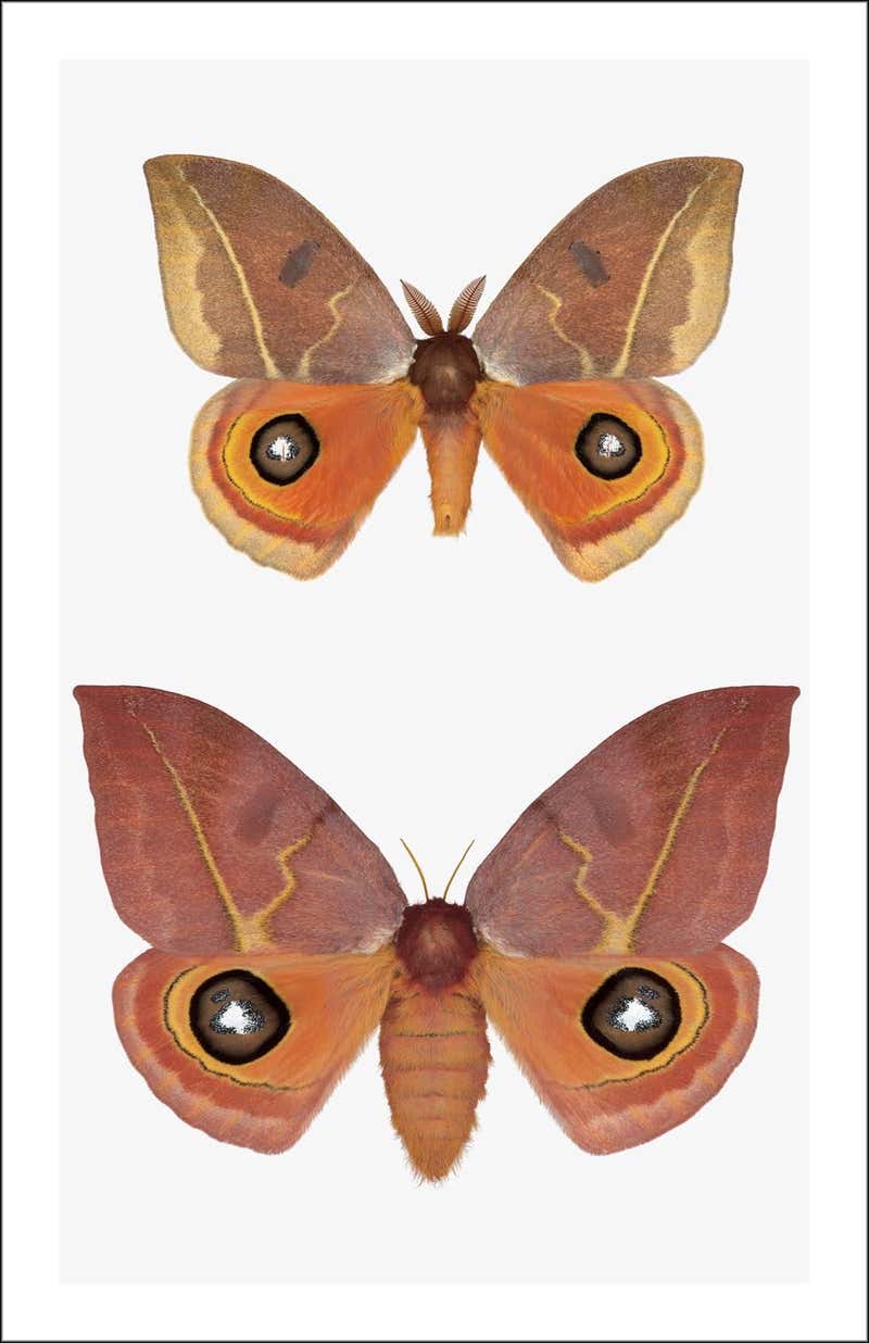 Joseph Scheer - Automeris Ronda For Sale at 1stDibs | ronda scheer