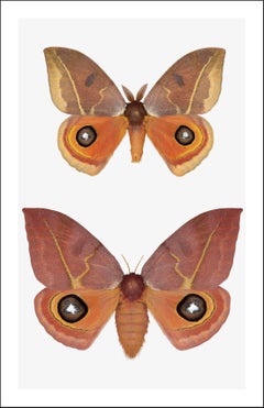 Automeris Ronda