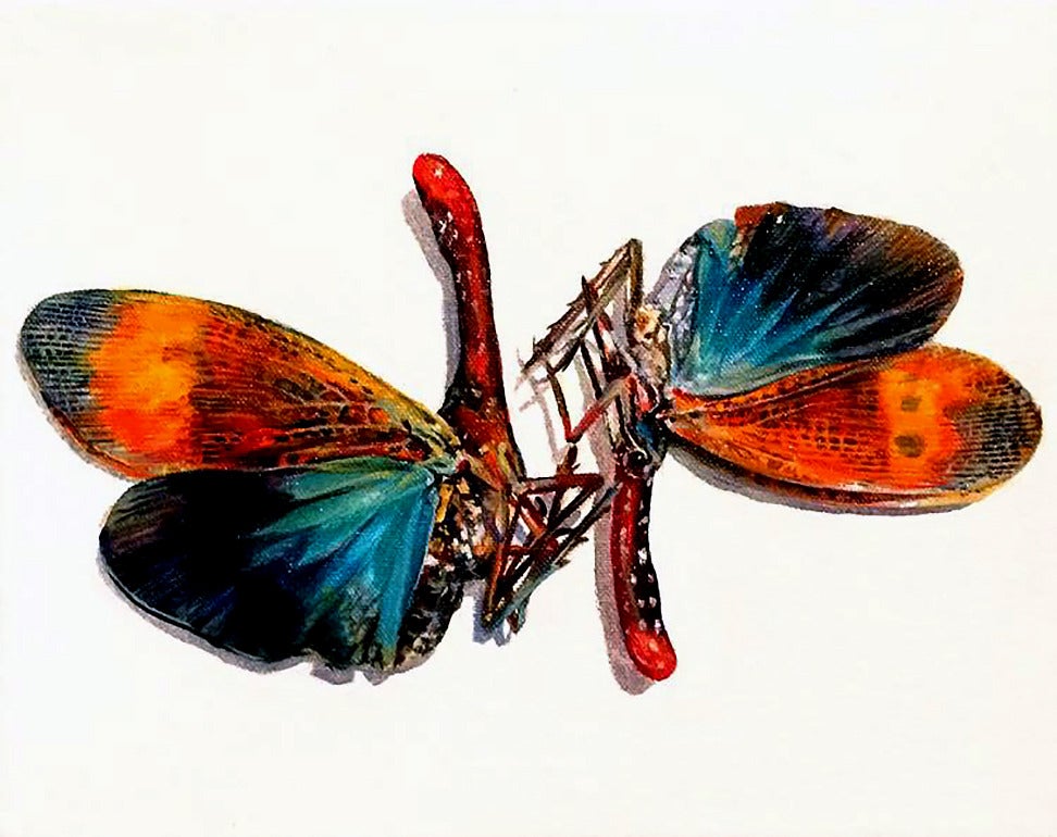 Augustina Droze Animal Painting - Dual Moths