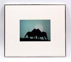 Caballos a la luz de la luna