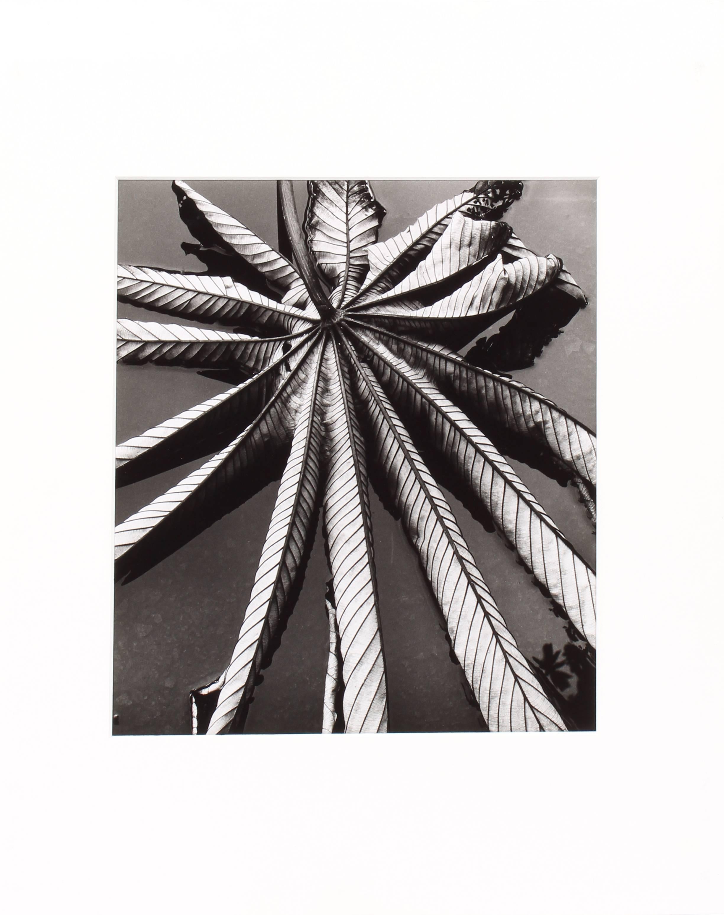 Blattblatt auf Asphalt – Photograph von Brett Weston