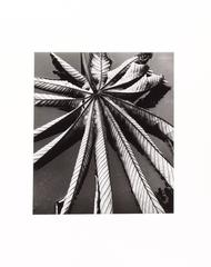 Feuille sur Asphalt