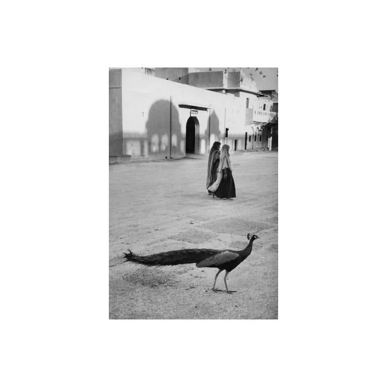 Marc Riboud Black and White Photograph - The Peacock, Jaipur, India