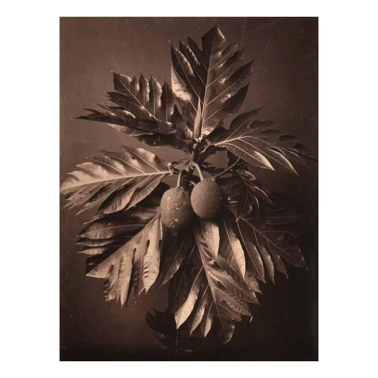 Charles Scowen Still-Life Photograph - Artocarpus Incisa, Bread Fruit