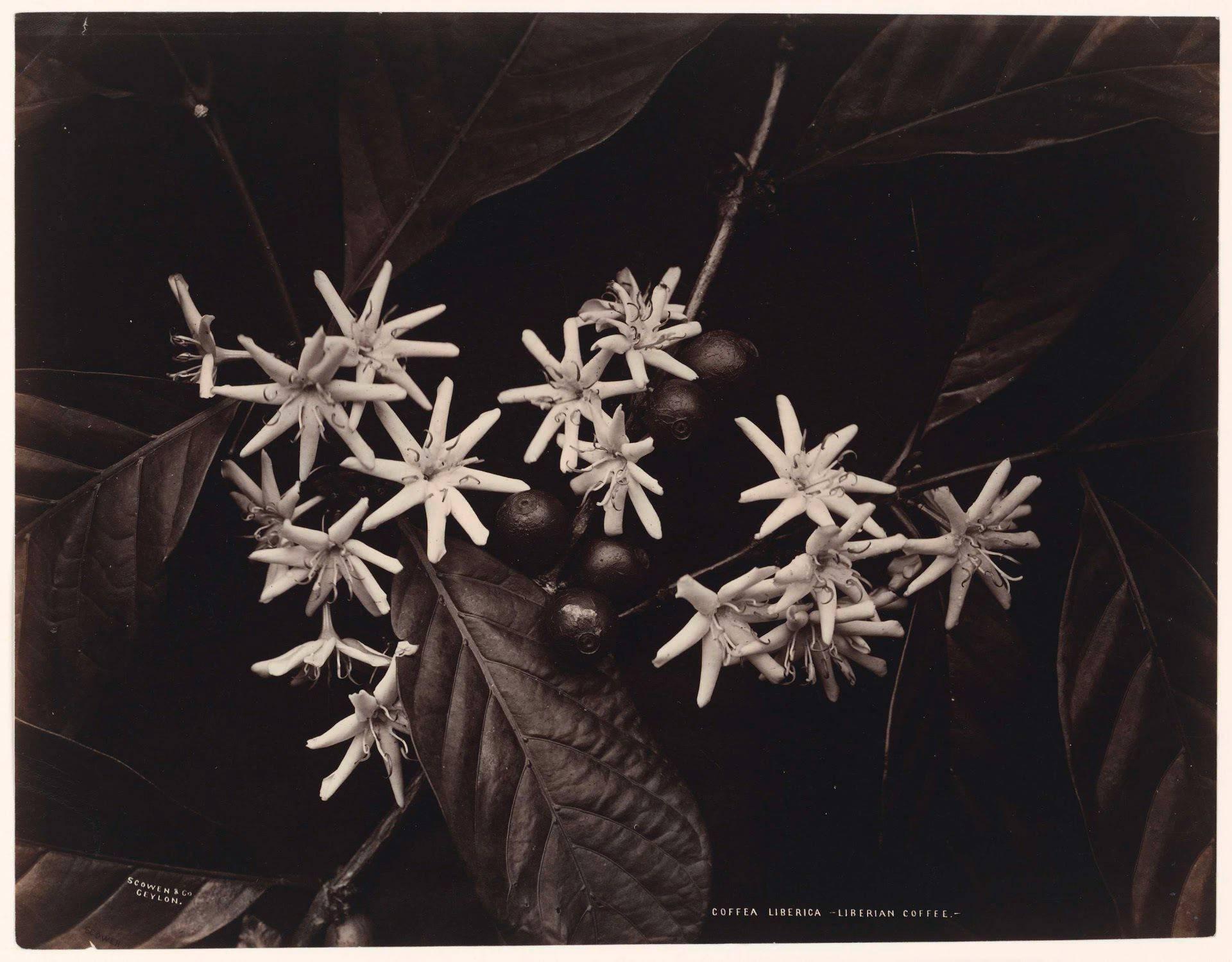 Charles Scowen Still-Life Photograph - Coffea Liberica- Liberian Coffee, CA