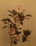 Camelia