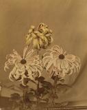 Chrysanthème (1 Washigamine 2 Riukonoisami)