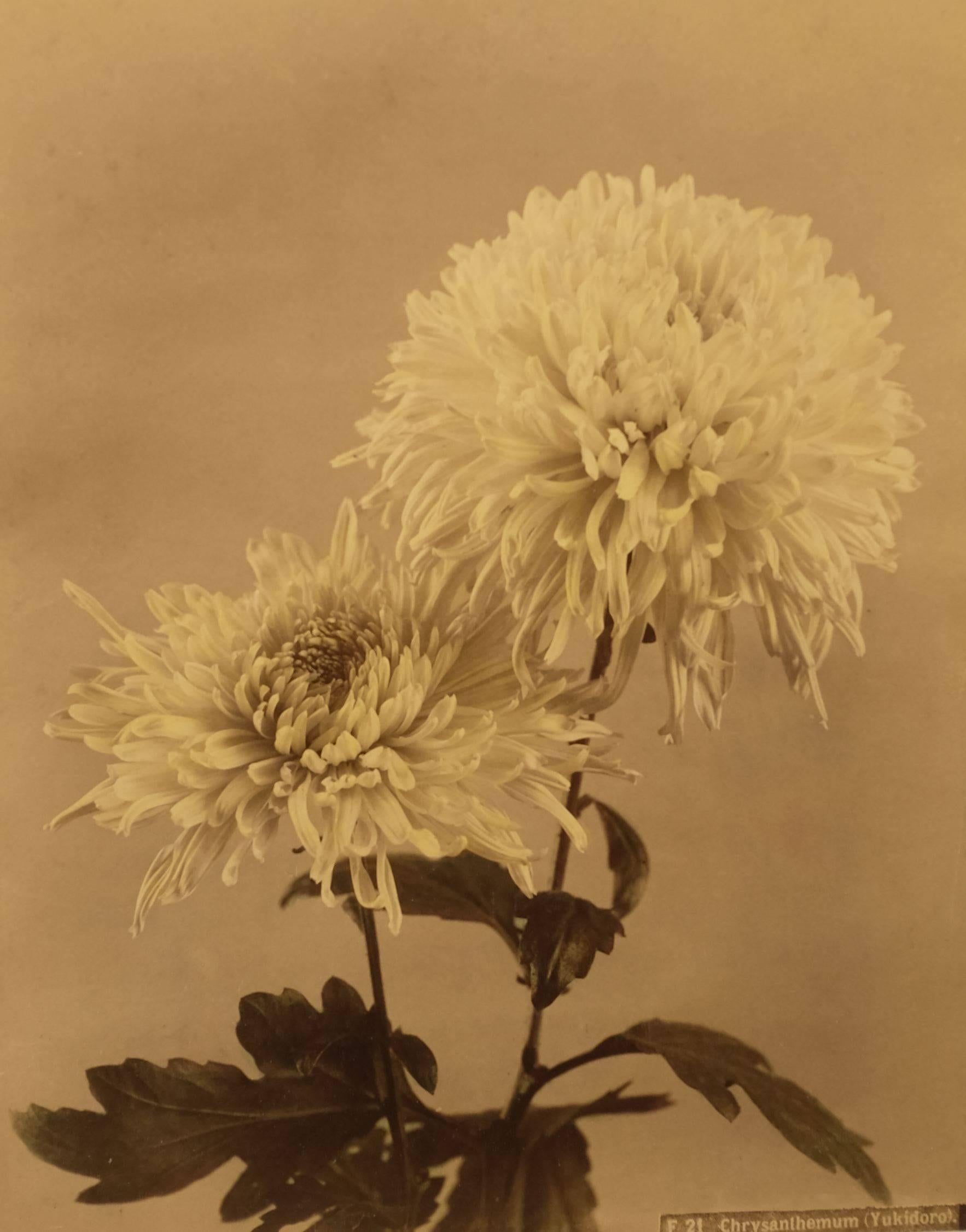 Unknown Still-Life Photograph - Chrysanthemum Yukidoro