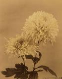 Chrysanthème Yukidoro