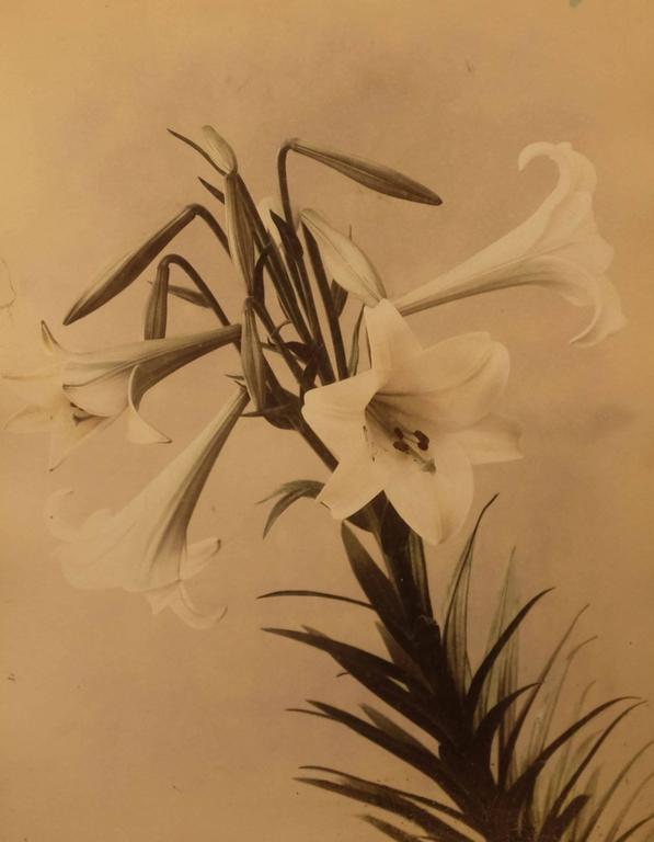 Unknown - Easter Lily (Lilium Longiflorum) For Sale at 1stDibs