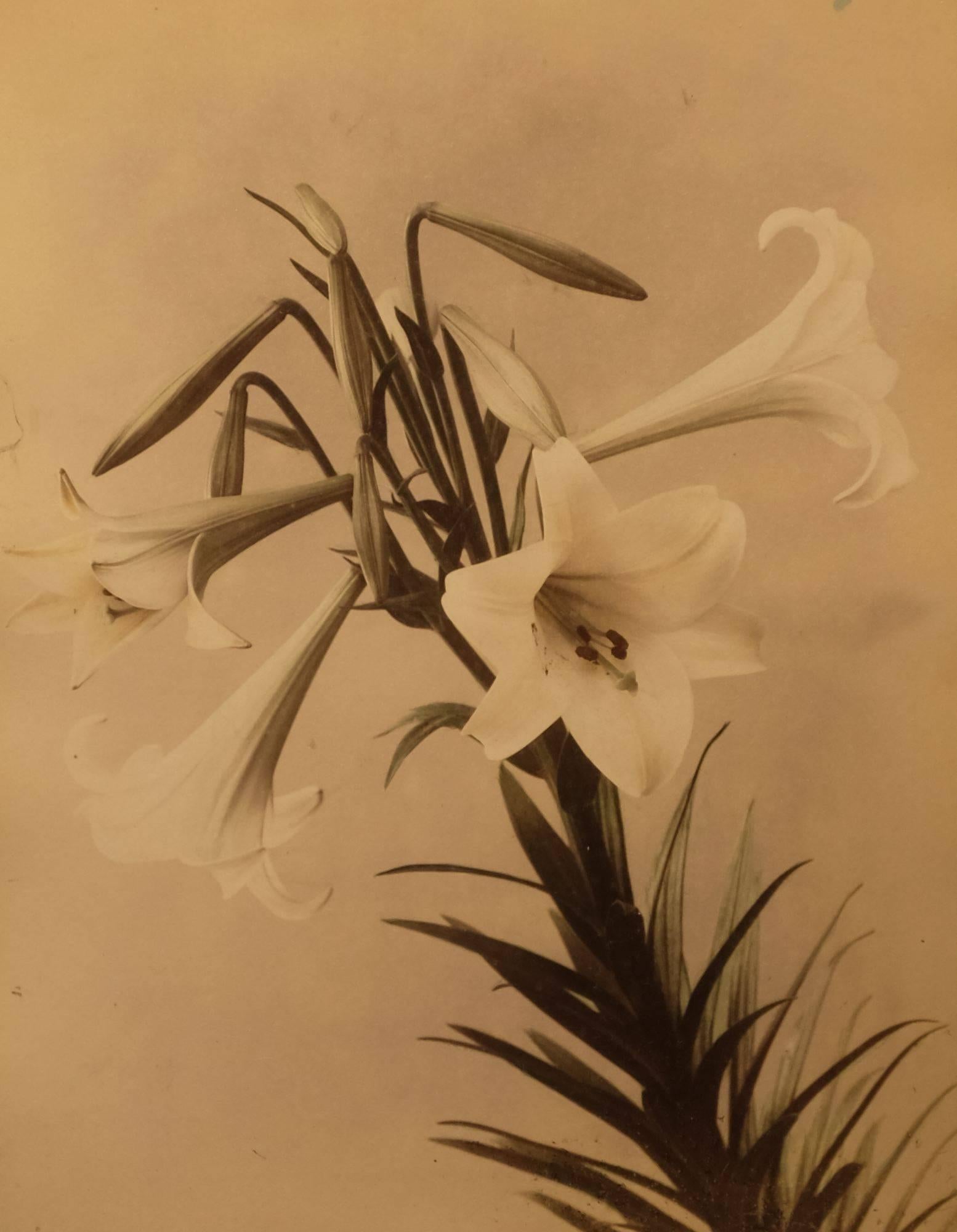 Unknown Still-Life Photograph - Easter Lily (Lilium Longiflorum)